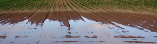 arable-406153